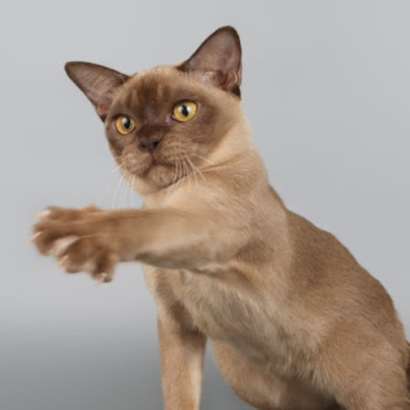 Meet your Posher, Jennifer - Picture 1 of 1